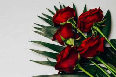 gri bir arka planda, yeşil kırmızı gül yaprakları