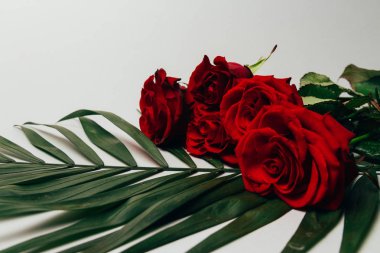 gri bir arka planda, yeşil kırmızı gül yaprakları