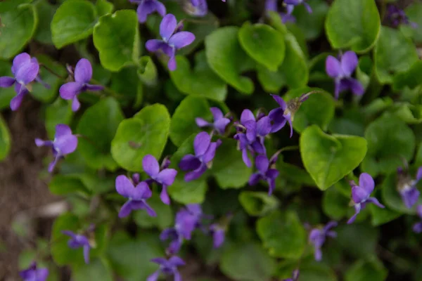 Фиалка душистая - сладкий фиолетовый, Русский фиолетовый, общих фиолетовый или садовые фиалки — стоковое фото