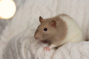 Bej renkli bir fare bej bir ekoseye oturur, arkaplan desenli.