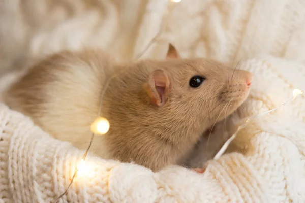 Béžová krysa sedí na béžovém kostkovaném pozadí s texturou — Stock fotografie