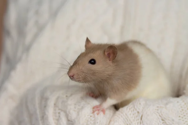 Béžová krysa sedí na béžovém kostkovaném pozadí s texturou — Stock fotografie