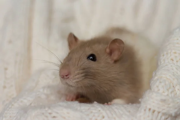 Beige Ratte sitzt auf beige kariertem Hintergrund mit Textur — Stockfoto