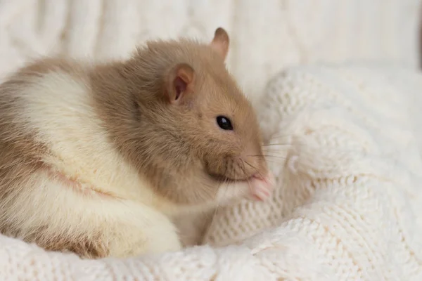 Beige rat sits on a beige plaid, background with texture — Stock Photo, Image
