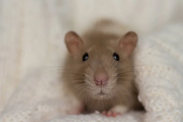 In the evening beige rat sits on a beige plaid, background with texture — Stock Photo, Image