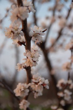 Baharın başında bahçede açan beyaz çiçekli kiraz dalı. Çiçekli kiraz dalı, ilkbaharın başında. Gün batımında, batan güneş bir dalın üzerinde parlar.