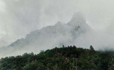 Kalın sis, bulut ile kaplı dağ Orman ağaçları
