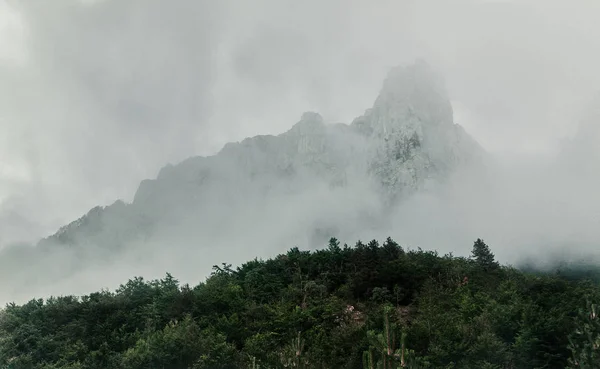 Kalın sis, bulut ile kaplı dağ Orman ağaçları