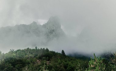 Kalın sis, bulut ile kaplı dağ Orman ağaçları