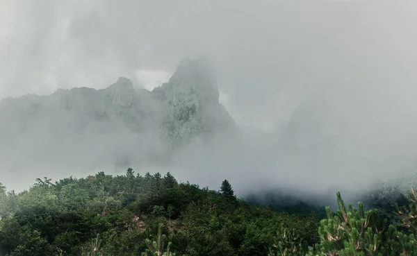 Kalın sis, bulut ile kaplı dağ Orman ağaçları