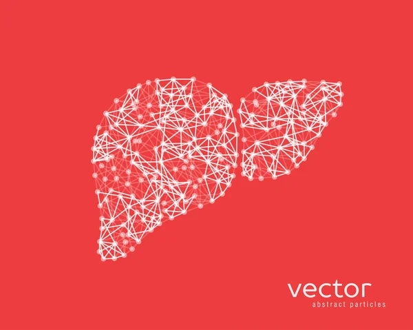 Vector illustration of human liver with cirrhosis. — Stock Vector