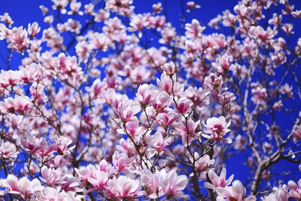 Texture de fleurs roses magnolia sur fond bleu ciel — Photo