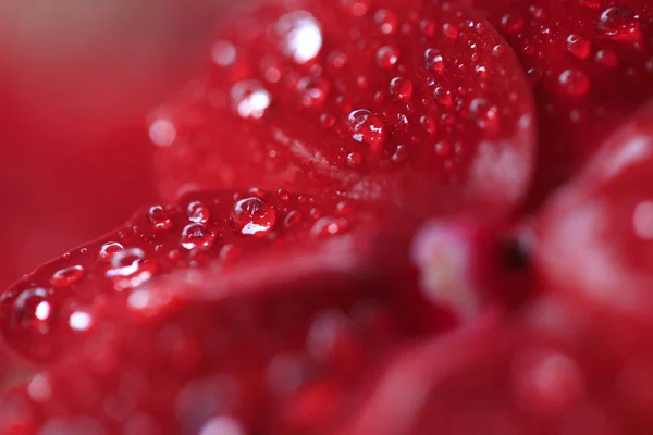 Red Begonia flowers with dew drops — Stock Photo, Image