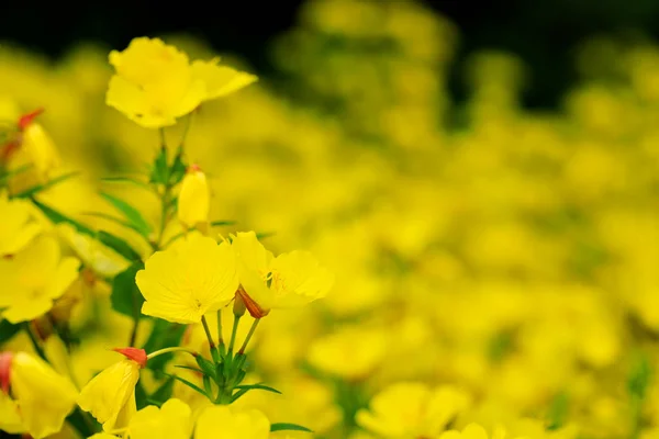 Druh večerní Petrklíč (Oenothera fruticosa) žluté květy — Stock fotografie