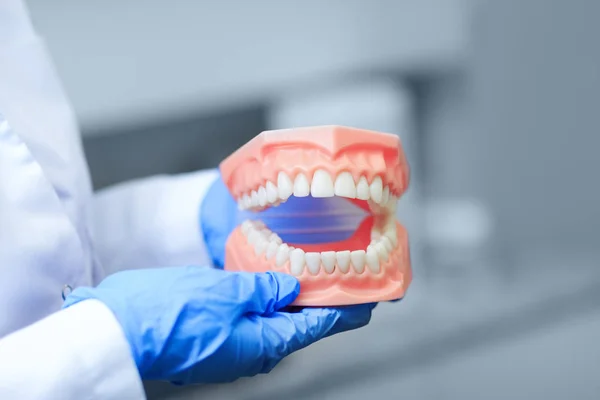 Foto di protesi dentaria con la migliore attenzione sui denti. Dentista che tiene modello di dente durante una presentazione. Modello dentale ortodontico o mandibola umana. Focus selettivo sui denti . — Foto Stock