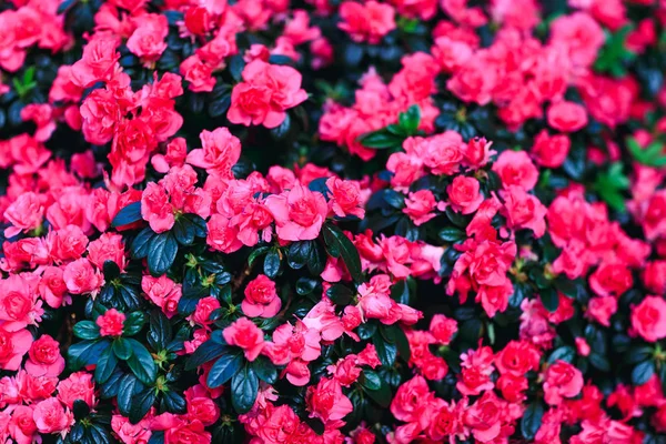 Beautiful red wax begonias flower background. Fresh begonia plants in amazing floral decor. Best picture of the red floral decoration, with semperflorens begonias. Natural bouquet of colorful begonias in the garden.