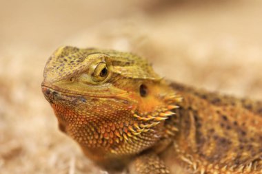 Sakallı Ejder kamerada dikkat ile arıyorum. En iyi portre dinlenme, bir Avustralya yaban hayatı arka plan üzerinde poz sakallı Ejder veya Pogona sürüngen.