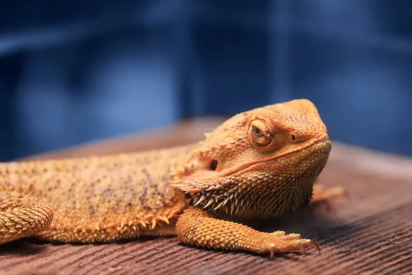 Real dragon Stock Photos, Royalty Free Real dragon Images | Depositphotos Real dragon Stock Photos, Royalty Free Real dragon Images | Depositphotos