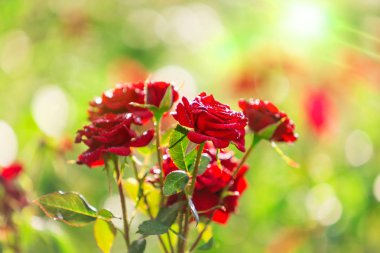 Yeşil bahçe arka plan gündoğumu, doğal, mücevher gibi damla su ile güzel kırmızı gül bırakır. Kırmızı gül renkli yaprakları ile yağmur sonrası çiçek açmış. Doğal çiçek canlı kırmızı gül buketi. 