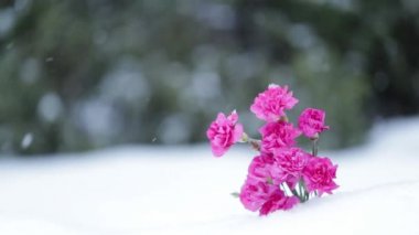 Güzel pembe çiçekler ve kar manzara üzerinde düşen kar taneleri. Kış kar taneleri ve çiçeklerle kar yağışı arka plan üzerinde büyük peyzaj.