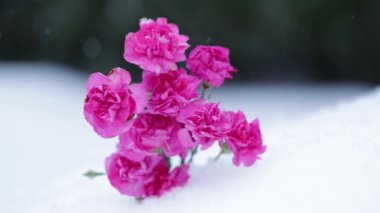 Kar yağışı ve büyük kış manzara arka plan üzerinde pembe çiçekler şaşırtıcı. Pembe çiçekler ve odak geçiş ile kar manzara üzerinde düşen kar taneleri.