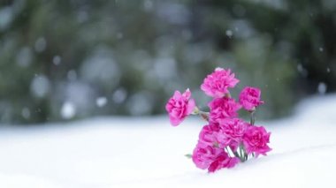 Pembe çiçekler ve odak geçiş ile kar manzara üzerinde düşen kar taneleri. Kış kar taneleri ve çiçeklerle kar yağışı arka plan üzerinde büyük peyzaj.  