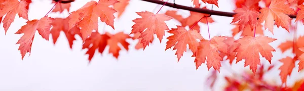 Feuilles d'érable de la fête du Canada. Les feuilles rouges tombent pour la fête du Canada le 1er juillet. Joyeux anniversaire du Canada vraies feuilles d'érable en forme de drapeau canadien. Branche avec feuilles d'érable . — Photo