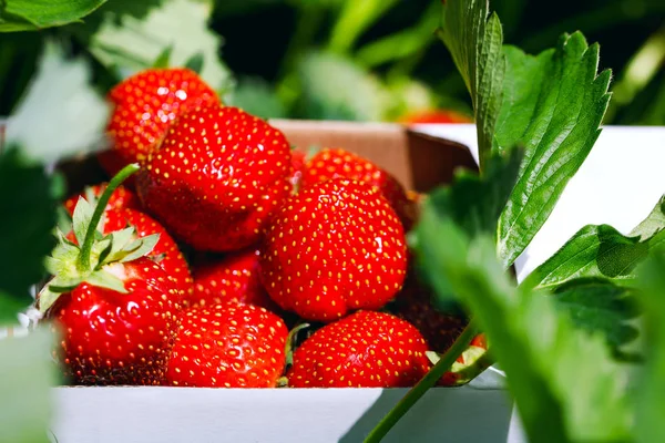 Aptitretande och utsökt vackra jordgubbar. Färska jordgubbar. Jordgubbe på grön bakgrund. Bästa röda jordgubbar bakgrund. Organiska mogen jordgubbe. — Stockfoto