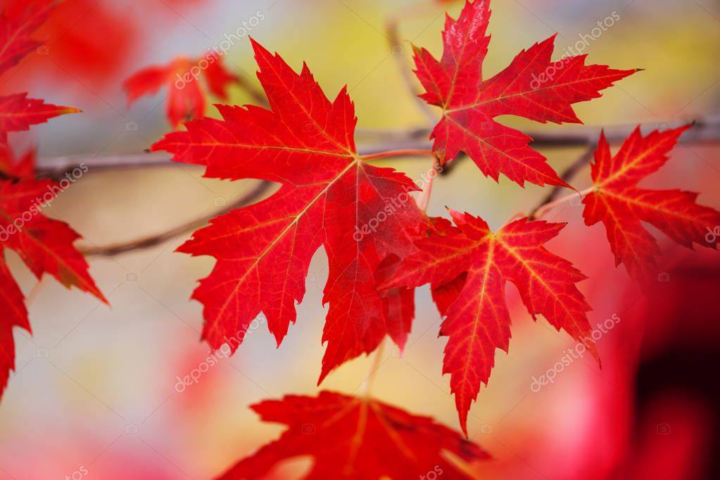 Branch with red maple leaves. Canada Day maple leaves background ...