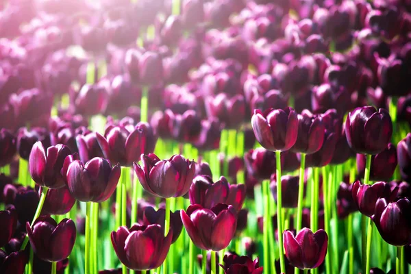Wunderschöne violette oder violette Tulpen im Frühlingsgarten. Feld blühender lila Tulpen. Lebendige lila Tulpen im Frühling. beste Tulpenbild für Design-Projekt. Veilchen Tulpen blühen in farbenfroher Landschaft. — Stockfoto