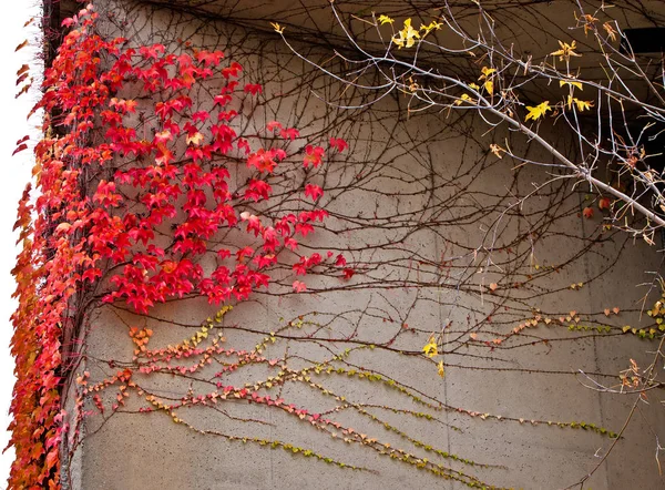 Beautiful wall decoration with red grapes leafs. Red leaves of grapes on a stone wall  best picture for Canada day or wine holyday. Great wall texture with bindweed red. Wall texture with bindweed red.