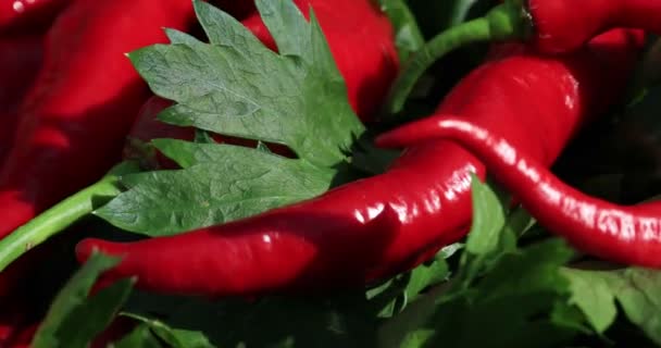 Warme Rode Peper Oogstperiode Bovenaanzicht Verse Biologische Pepers Een Selderijstokje — Stockvideo