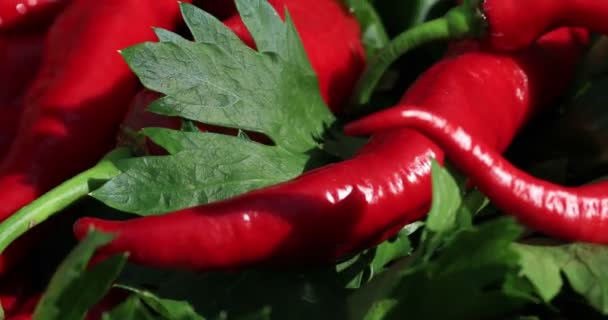 Ekologisk Röd Paprika Och Bit Selleri Närbild Koreansk Chilipeppar Skördeperioden — Stockvideo