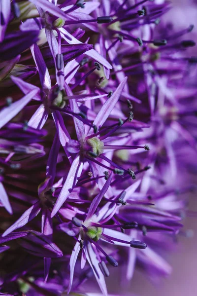 Lebendige violette Pflanze in der Blütezeit. lila Perserzwiebeln mit schönen Blütenblättern in der Knospenzeit. Blick von oben auf die Sternpflanze in der Blütezeit. erstaunliche florale Textur in Nahaufnahme Bild. Stockfoto