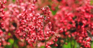 Çiçekli kırmızı mercan çanları. Renkli burgundy çiçekleriyle güzel bir manzara. Çiçek açan bahar ya da yaz bitkilerinin inanılmaz tarlaları. Ev bahçesindeki çiçekli bitkinin resmini kapat..