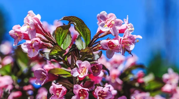 Photo rapprochée de la plante rose fleurie dans le jardin de la maison. Pommier en fleurs. Beau paysage avec des fleurs colorées. Superbe champ de plantes printanières ou estivales en période de floraison . — Photo