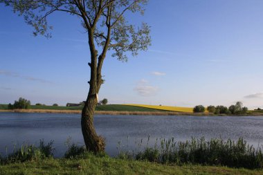 Göl kenarında yalnız söğüt ağacı