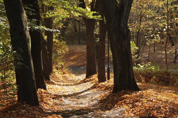Bir sonbahar park sokakta ağaç