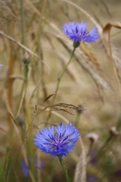 Alanında iki Peygamber