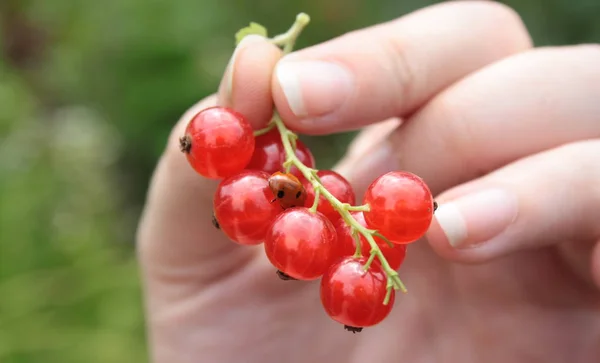 Uğur böceği üzerinde elinde kırmızı kuş üzümü