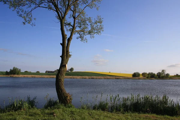 Göl kenarında yalnız söğüt ağacı