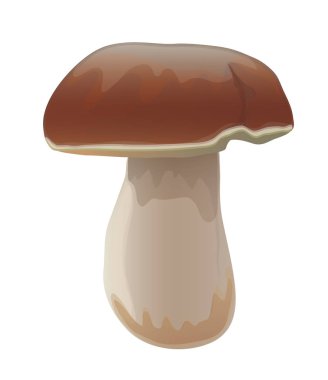 Porcini mantar vektör izole. Organik vejetaryen ürün. Çörek mantarı