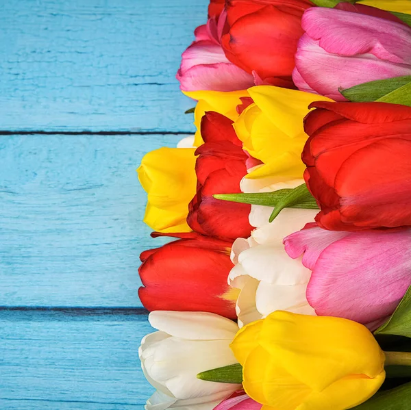 Bright bouquet of multi-colored tulips close-up on wooden boards of blue color