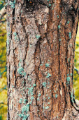 Úlomek kmene stromu s hnědou strukturovanou kůrou