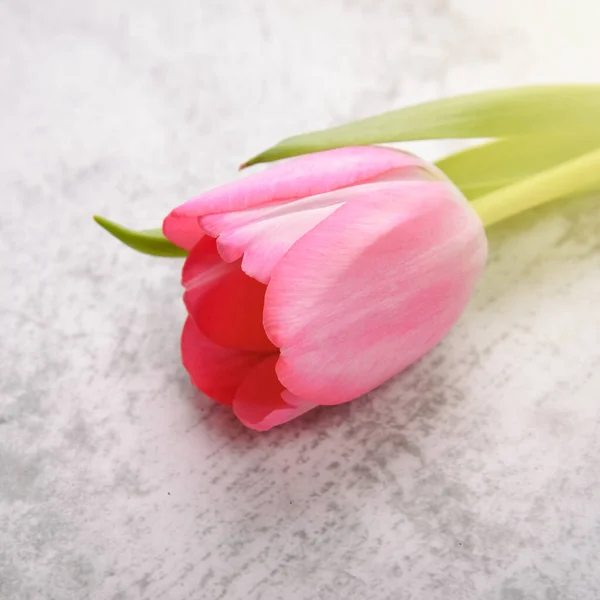 Tulip are bright, fresh, pink on a light gray background close-up