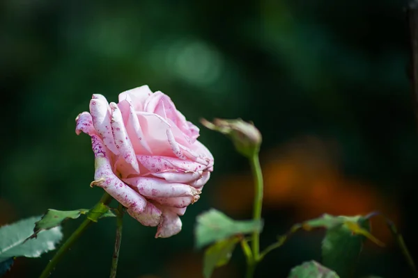 Дитяча Рожева Троянда Розмитому Темно Зеленому Листяному Фоні — стокове фото