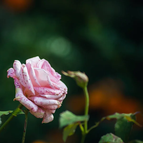 Rose Rose Bébé Sur Fond Vert Foncé Flou — Photo