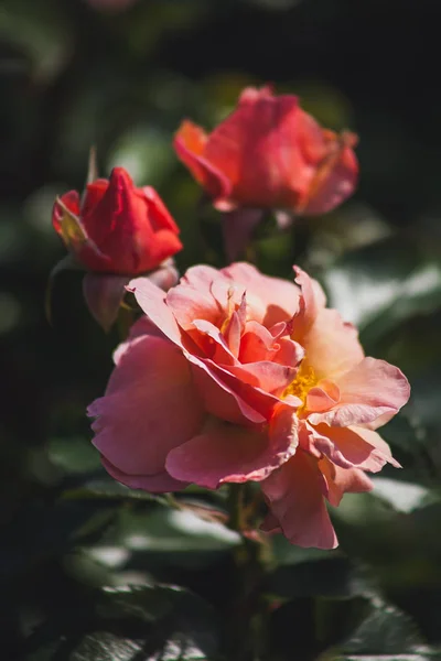 Drei Leuchtend Lachsrosa Rosen Auf Dunkelgrünem Verschwommenem Hintergrund — Stockfoto