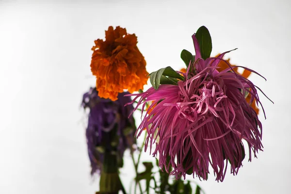 Rose Orange Violet Fleurs Fanées Sur Fond Blanc — Photo