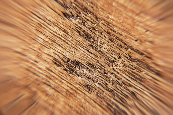 Bardzo blisko strzał drewnianych tekstury z porów — Zdjęcie stockowe